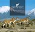 Los Andes Experimenta un toque de la belleza exótica de los Andes, donde puedes encontrar las más finas y elegantes fibras del mundo. Vicuña y Alpaca.