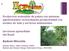 Produccion sostenible de palma con sistemas agroforestales: reconciliando productividad con medios de vida y servicios ambientales