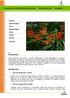 Crocosmia x crocosmiiflora (Lem.) Nichols. varas de San José montbretia