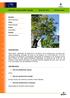 Ailanthus altissima (Mill.) Swingle