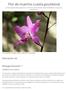 Flor de muertos (Laelia gouldiana)