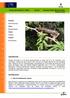 Acacia farnesiana (L.) Willd. Aromo Farnese wattle, Mimosa bush, Sweet Acacia