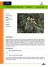 Eriobotrya japonica (Thunb.) Lindl. Nisperero Japanese plum