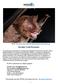 Murciélagos: Familia Mormoopidae