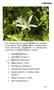 Liliaceae. Nombre Científico Asphodelus ramosus L. Nombre Común. Asfodelo, Gamón ramificado, Varita de San José. Ecología