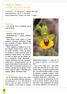 Ophrys lutea Cavanilles, Icon. Descr. 2: 46 (1793)