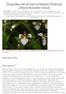 Orquídea de la Sierra Madre Oriental (Rhynchostele rossii)