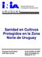 Sanidad en Cultivos Protegidos en la Zona Norte de Uruguay