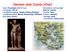 Hermes amb Dionís infant