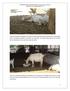 FOTOGRAFÍAS DE ETOLOGÍA (Comportamiento animal) PROYECTO PAPIME PE203713