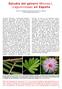 Estudio del género Mimosa L. (Leguminosae) en España