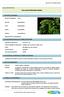 Bledo, amaranto (Amaranthus hybridus)