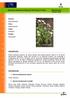 Ageratina adenophora (Spreng.) R.M. King & H. Rob. Crofton weed