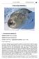 FOCA DE WEDDELL. Foca de Weddell Pinnipedia (Phocidae) IANTECEDENTES GENERALES. NOMBRE COMÚN: Foca de Weddell. NOMBRE EN INGLÉS: Weddell seal