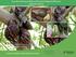 Guía de Síntomas y Daños del Caracol Gigante Africano (Achatina fulica)