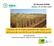 Impacto de la mejora genética de trigos en la eficiencia de uso del N y en la calidad del grano