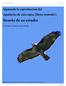 Reseña de un estudio. Siguiendo la reproducción del Aguilucho de cola rojiza (Buteo ventralis): por Heraldo V. Norambuena y Victor Raimilla