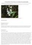 Orquídea chorritos (Cuitlauzina pendula)