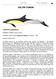 Delfín Común Cetáceos (Delphinidae) DELFÍN COMÚN