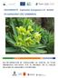 SEGUIMIENTO Euphorbia bourgeana (=E. lambii) EN GARAJONAY (ZEC ES )