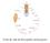 Ciclo de vida de Drosophila melanogaster