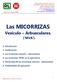 Las MICORRIZAS. Vesículo Arbusculares. ( MVA )