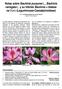 Notas sobre Bauhinia purpurea L., Bauhinia variegata L. y su híbrido Bauhinia blakeana Dunn (Leguminosae-Caesalpinioideae)