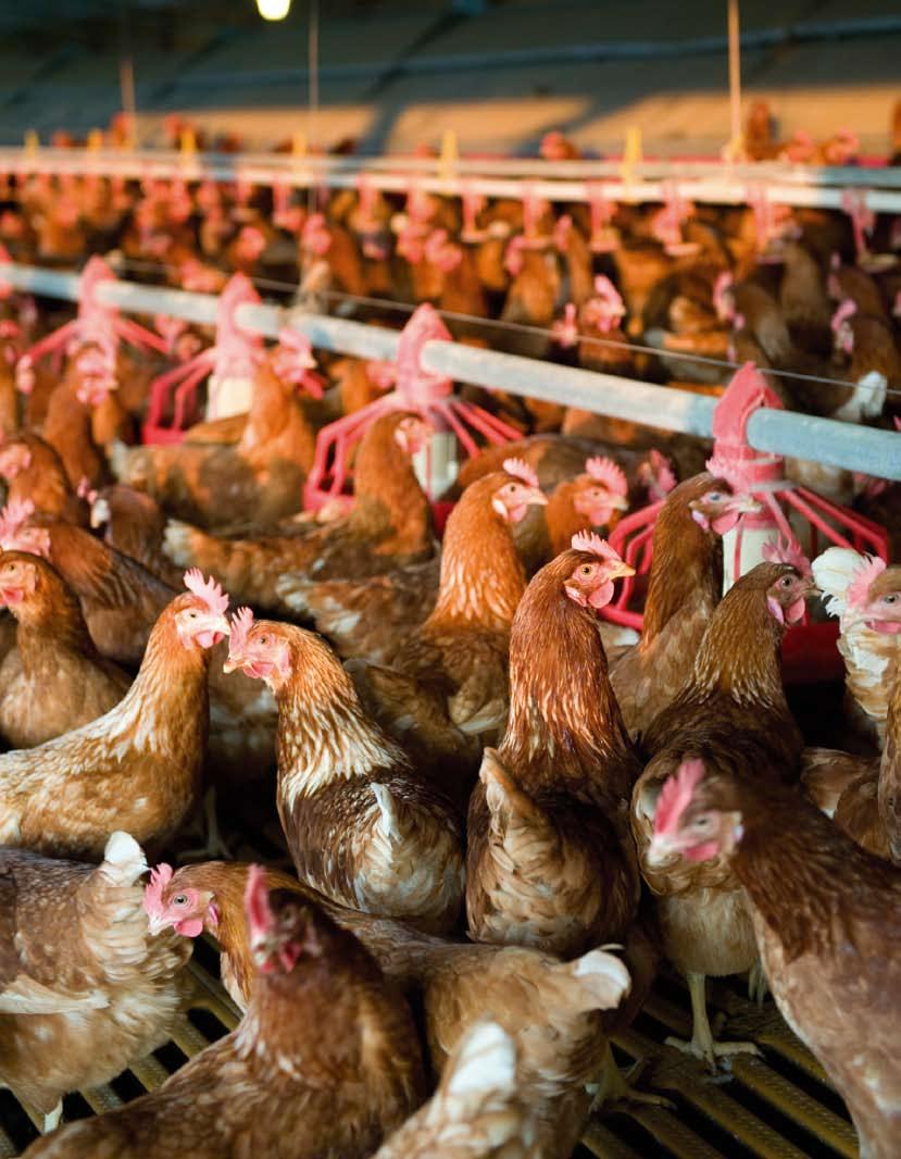 El sector avícola de carne sectores La Organización Interprofesional de Avicultura de Carne de Pollo (Propollo) está integrada por 10 asociaciones que desarrollan su actividad en el ámbito de la