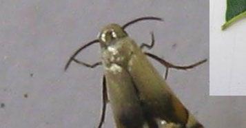 muchos años. Las especies presentes son: Cameraria caryaefoliella, Stigmella juglandifoliella y Coptodisca sp., siendo esta última la más común.