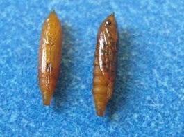 ambos lados con seda para construir un cocón en forma de óvalo (Figura 5) el cual la larva arrastra para adherirlo con un botón de seda a ramas, hojas o tallos.