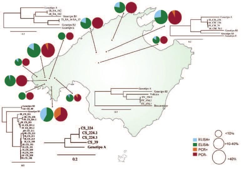 Figura 2: Identificació de la infecció de lentivirus als ovins de Mallorca.