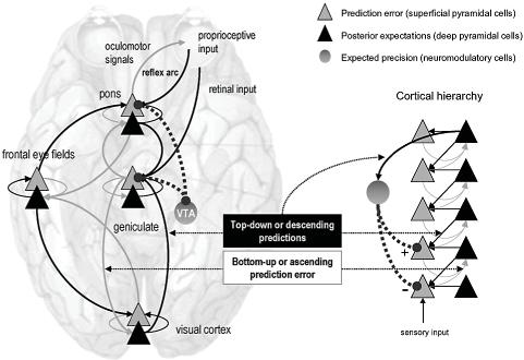 El funcionamiento a nivel cerebral del proceso de interacción abstracta (inversiones) se explica con esquemas laterales.