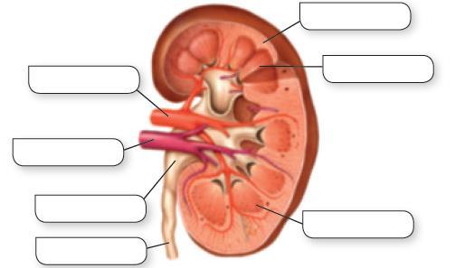 15. Cuáles son las funciones de las nefronas durante la filtración renal?
