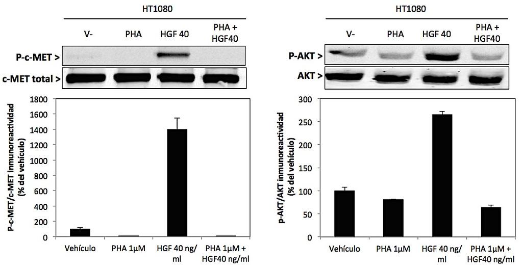 (A) Estimulación del receptor c- MET con una concentración creciente de HGF (descrito en materiales y métodos).