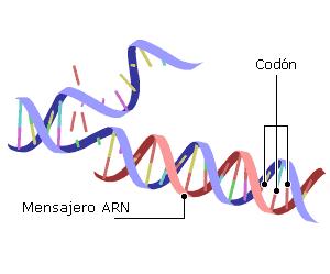 TALLER No 1 TEMA: LOS ACIDOS NUCLEICOS ADN Y ARN 1. El ARN o ácido ribonucleico es diferente al ADN porque: a. Tiene un grupo fosfato diferente. b. Su molécula es más pequeña. c.