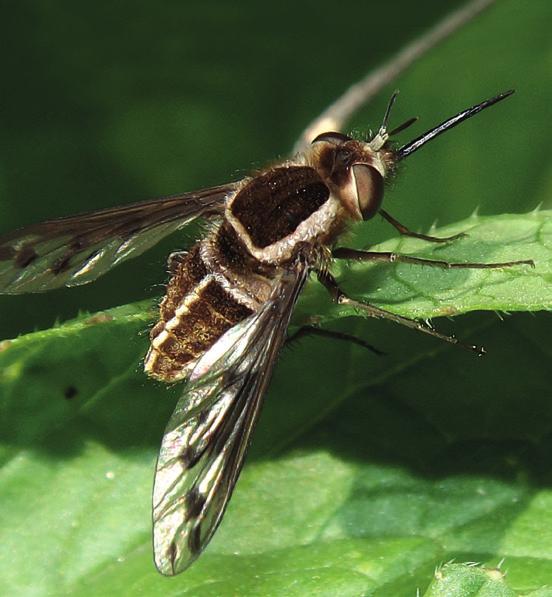 E NE ASIEL OLIVARES ORDEN: Diptera FAMILIA: Bombyliidae Acrophthalmyda paulseni (Philippi, 1865) BOMBÍLIDO DE PAULSEN Cómo se puede reconocer?
