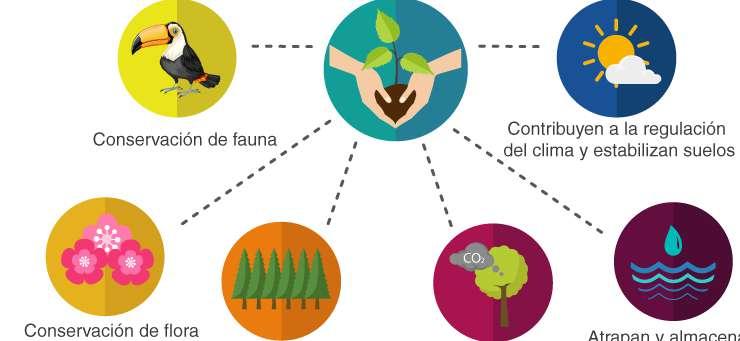 NUESTRAS ACTIVIDADES Jornadas de Reforestación Cálculo de la Huella de Carbono Convenios empreariales Adopción de árboles ACTIVIDADES ADICIONALES De la jornada de reforestación TRANSPORTE Buses para