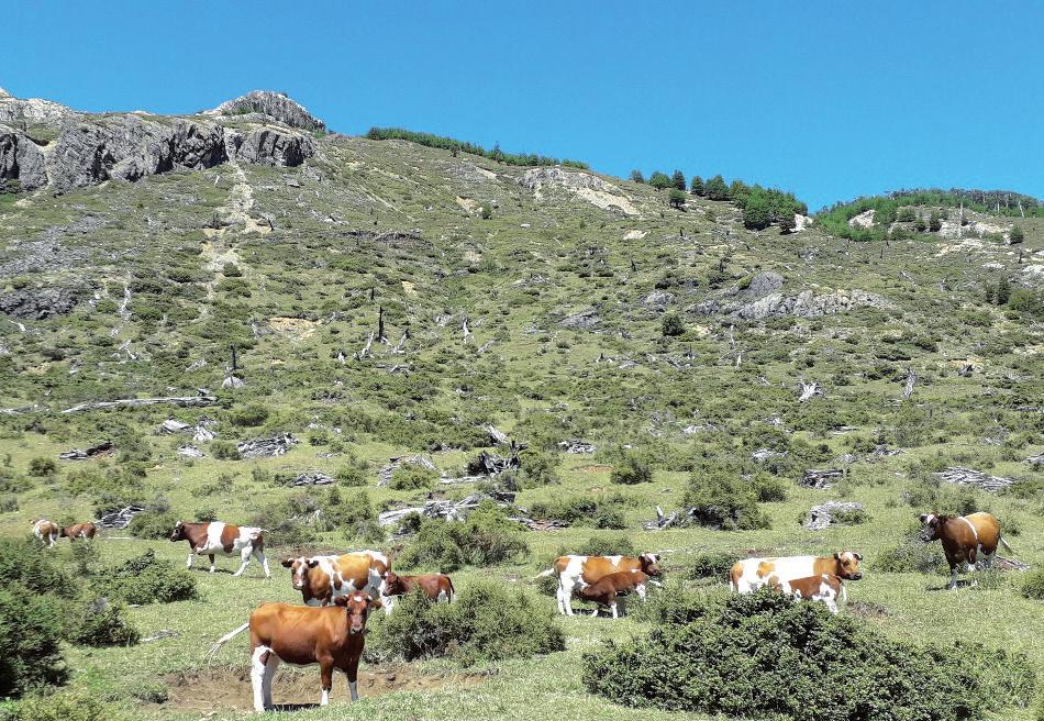 o biotipos, rojo y negro. Estas razas son producto de distintos procesos y/o acciones de incorporación de germoplasma. Figura 6.1 Pastoreo de bovinos en zonas montañosas de Patagonia verde.
