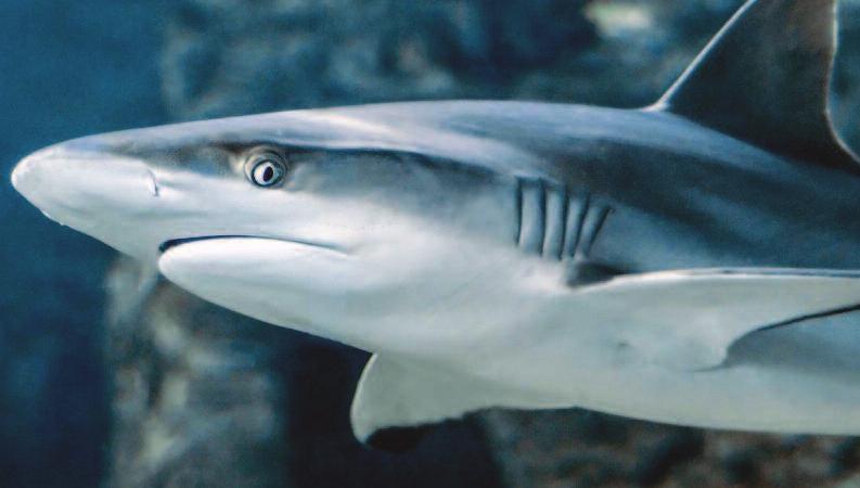GL, L 19 iburones e orientan con los campos magnéticos de la ierra» Gracias a un estudio se determinó que los tiburones se pueden orientar mediante los campos magnéticos de la ierra X.