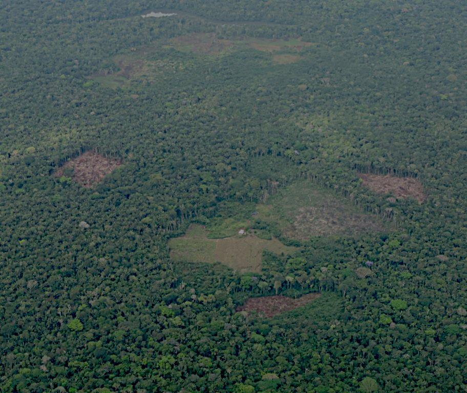 CULTIVOS DE USO ILÍCITO COMO CAUSA DE DEFORESTACIÓN Deforestación directa: Se reemplaza bosque por lotes de Coca. Deforestación Indirecta: Hasta 1 km de los lotes de coca.