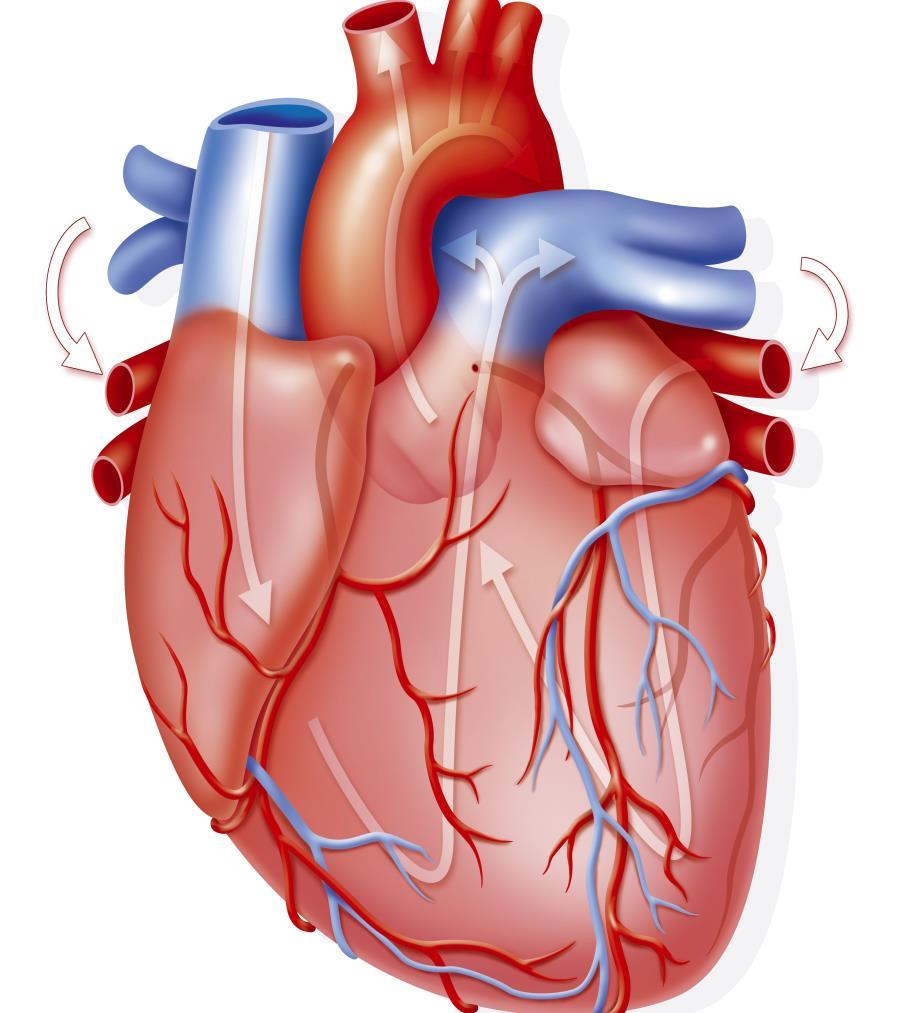Corazón Izquierdo Hipertrofia cardiaca, angina de pecho, soplos, infartos Conflictos territoriales