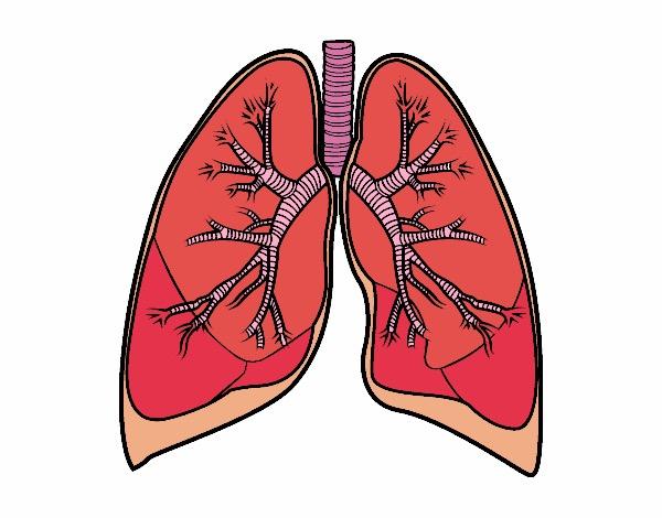 Sistema respiratorio Agonista beta-2 o antimuscarínicos inhalado pautado en el asma o la EPOC leve a moderada.