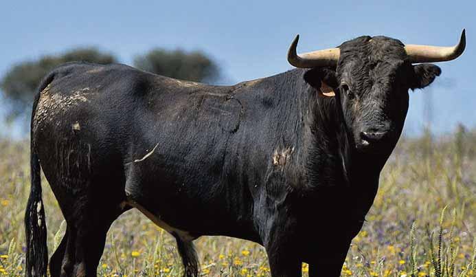 Fue en 1975 cuando Luis Rocha se convirtió en ganadero de toros de lidia.