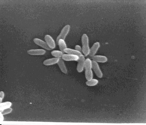 Ruegeria atlantica, hace unos años se clasificaba dentro del Género Agrobacterium (Rueger y Hoefle, 1992) por sus características que las relacionaba a un grupo de bacterias marinas originarias del