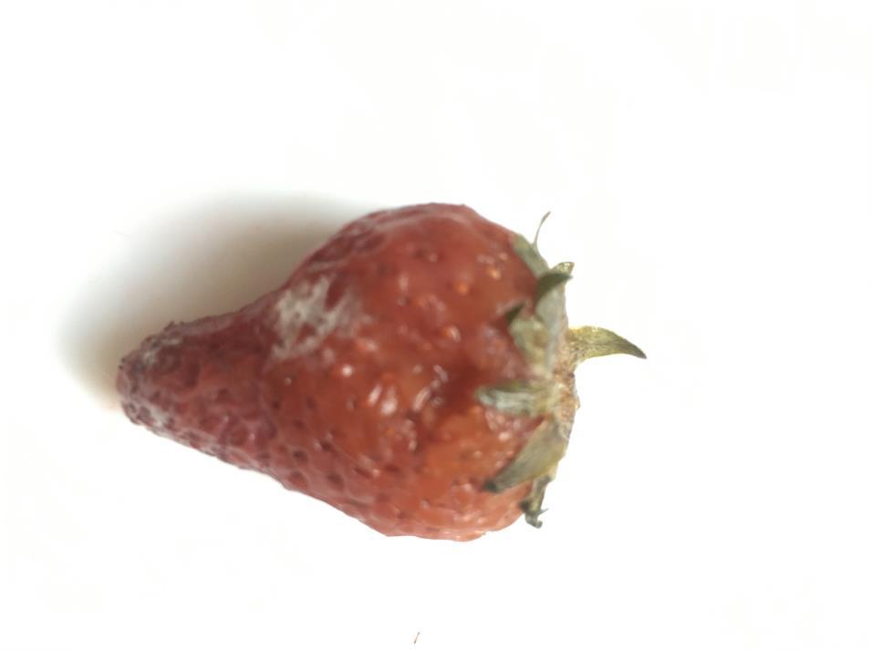 Imagen 2: La fresa que estaba al aire libre después de 24 hora.