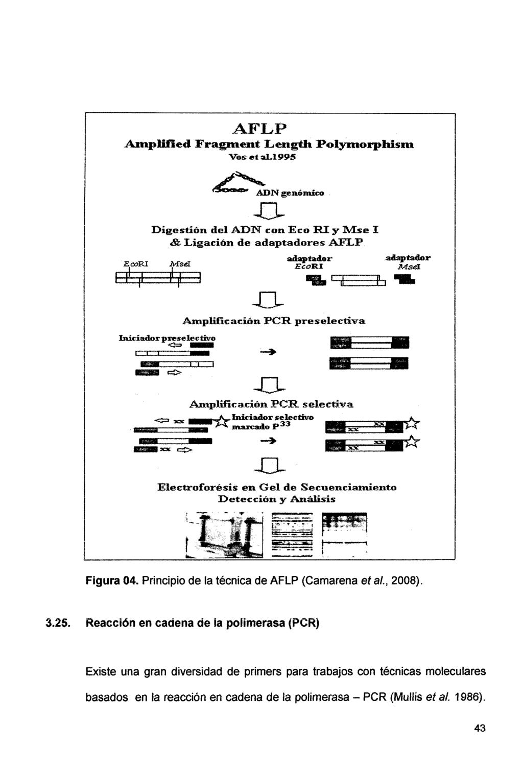 AFLP AinplUted Fragment Length Polymorphism Vos et al.1995 ~Ngenómico EooRI Digestión del ADN con Eco RI y Mse I & Ligación de adap'tadores AFLP Msd adaptador EcoRI adaptador ~Asd. 11 1. ~ 1 T.