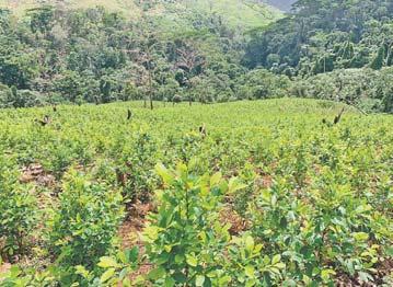 cocaína cultivados en fértiles manzanas de tierra y narcolaboratorios, el primer eslabón de la cadena del narcotráfico.