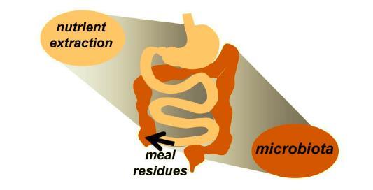 Figura 3. Respuesta digestiva a la ingestión de alimentos Livovsky, D. M., Pribic, T., & Azpiroz, F. (2020). Food, Eating, and the Gastrointestinal Tract. Nutrients, 12(4), 986. doi:10.