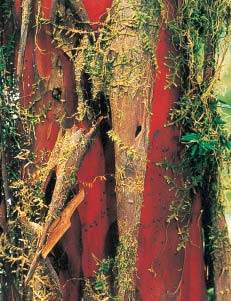 Figura 6-Corteza de árbol de tejo del Pacífico (Taxus brevifolia), fuente de una nueva droga anticancerígena, el taxol; Willamette National Forest, Oregon. más aún el planeta.