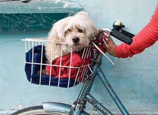 TRANSPORTAR MASCOTAS Existen dos opciones para el transporte de mascotas en bicicleta.